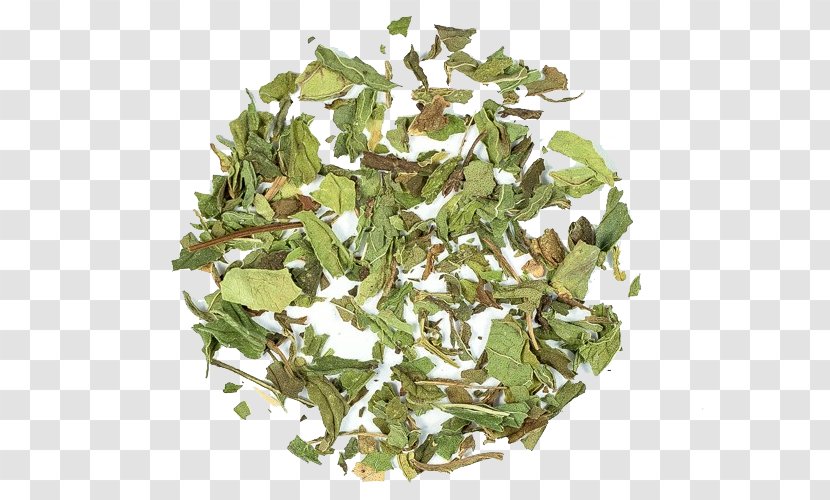 Green Tea Tieguanyin Ingredient Mentha Spicata - Peppermint - Herb Transparent PNG