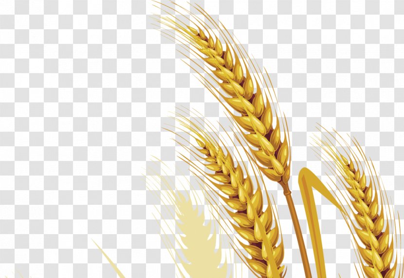 Emmer Durum Food - Grass Family - Wheat Transparent PNG