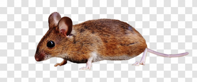 Brown Rat Rodent Rats And Mice Mouse Squirrel - Snout Transparent PNG