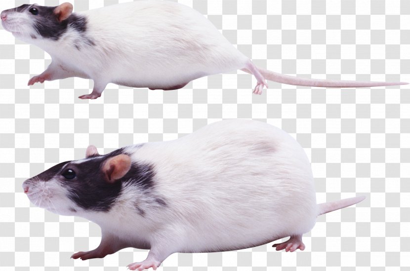 Rat Mouse Gerbil Rodent - Laboratory - Mouse, Image Transparent PNG