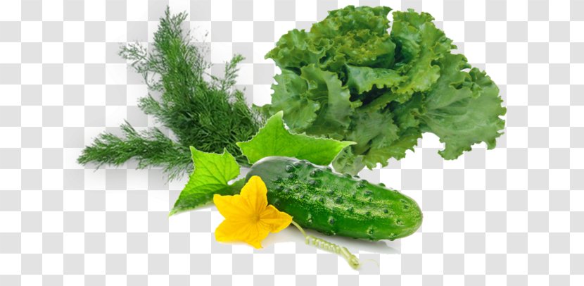 Kale Garden Cress Lettuce Rapini Salad - Leaf Vegetable Transparent PNG