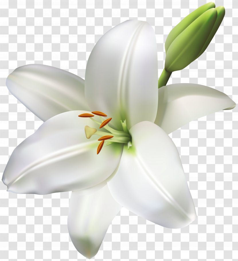 Industry Service Floristry Product Manufacturing - Photography - Lily Flower Transparent Clip Art Image Transparent PNG