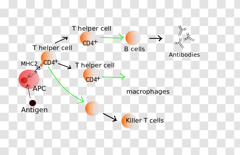 T Cell Lymphocyte Immune System B - Immunology - Activation Function Transparent PNG