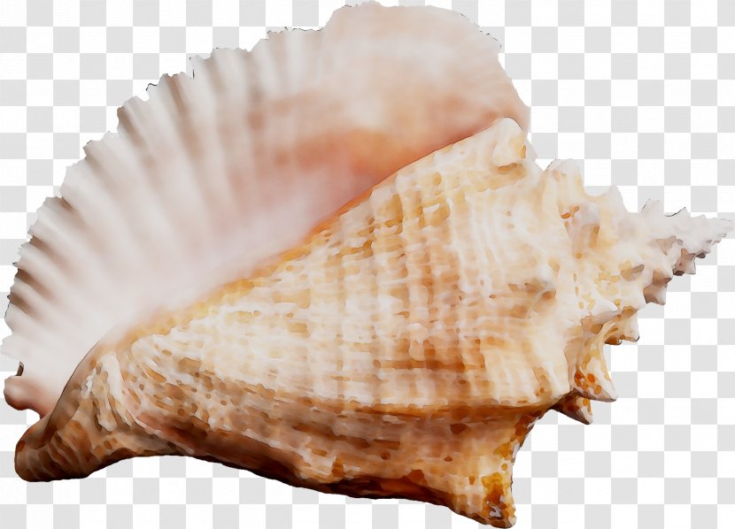 Cockle Seashell Conchology Sea Snail - Scallop - Shankha Transparent PNG