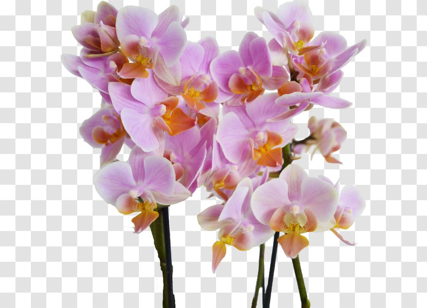 Phalaenopsis Equestris Cattleya Orchids Dendrobium Cut Flowers Plant Stem - Orchidea Transparent PNG