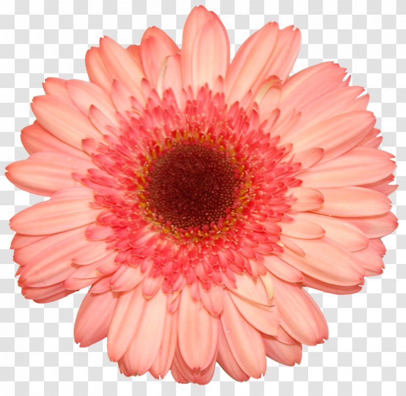 Transvaal Daisy Flower Photography White - Flowering Plant Transparent PNG