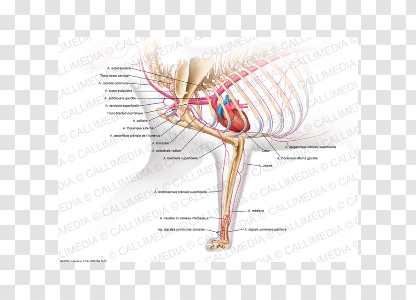 Muscle Human Musculoskeletal System Arm Cat Anatomy - Watercolor Transparent PNG