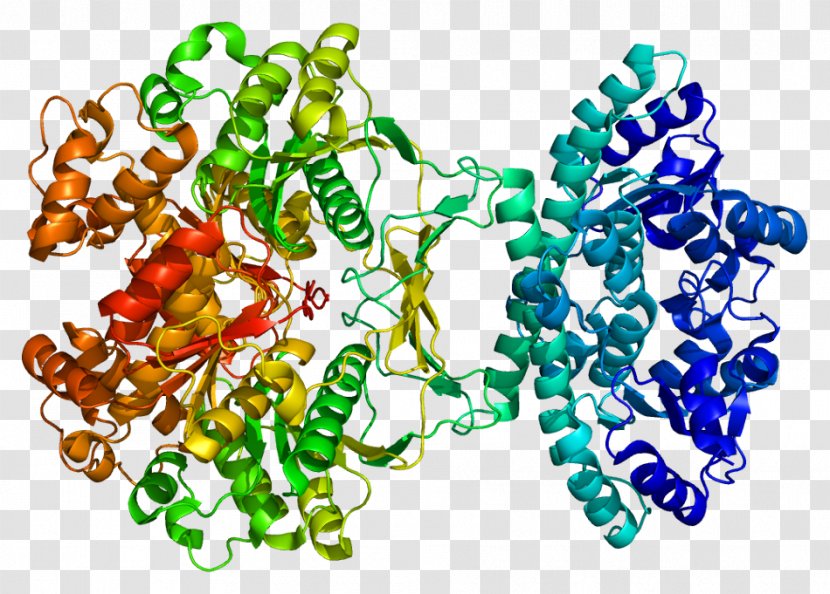 Inosine Monophosphate Synthase Enzyme Purine Metabolism Protein - Ribonucleotide Transparent PNG
