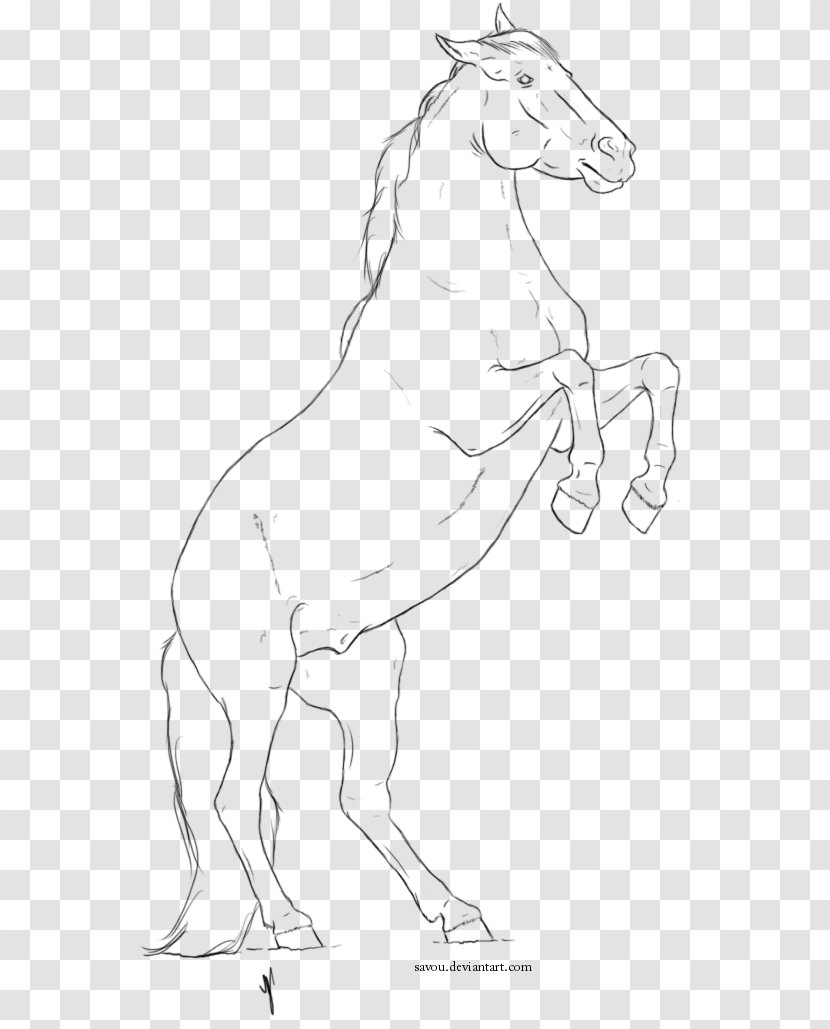 Mule Mane Mustang Halter Sketch Transparent PNG