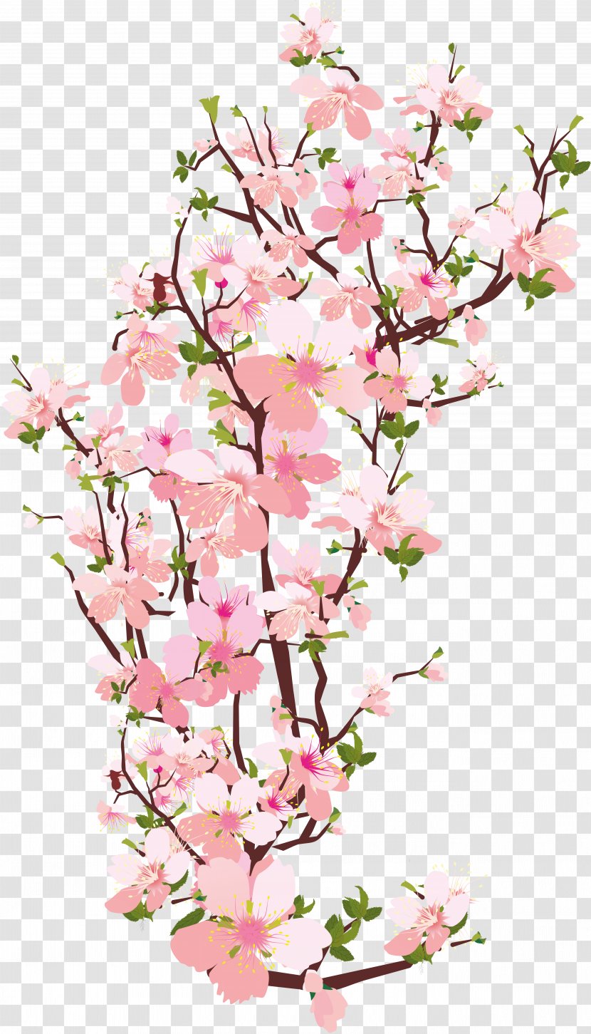 National Cherry Blossom Festival Branch - Floral Design - Sakura Transparent PNG