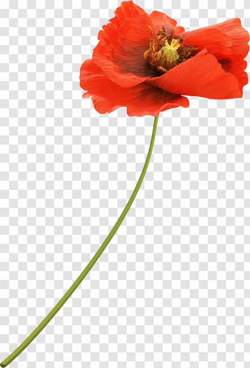 Flower Poppy Red Drawing - Family - Long Transparent PNG