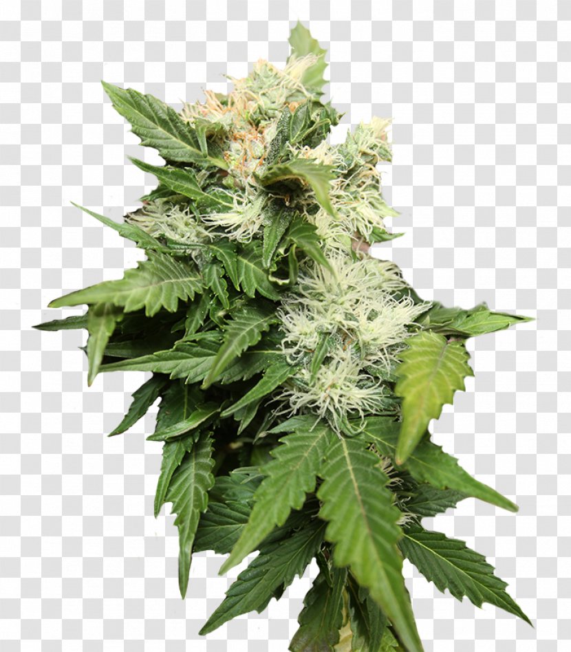 Cannabis Sativa Seed Grow Shop Hemp - Herb Transparent PNG