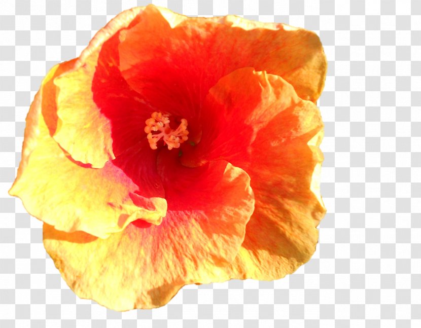 Mallows Hibiscus Flowering Plant Petal - Durga Maa Transparent PNG