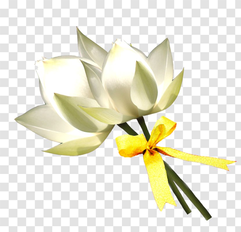 Floral Design Lilium White - Hand-painted Lily Transparent PNG