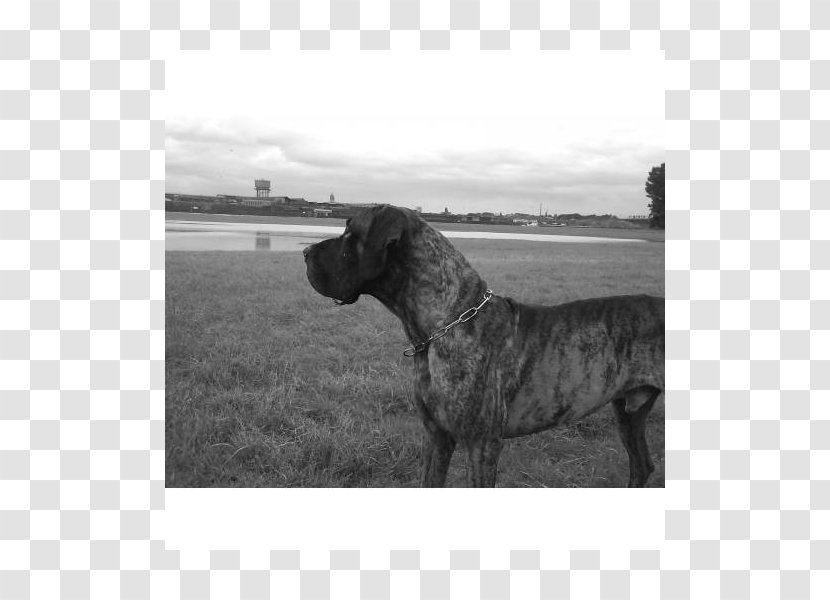 Great Dane Cane Corso Dog Breed Snout Black - Deutsche Dogge Transparent PNG
