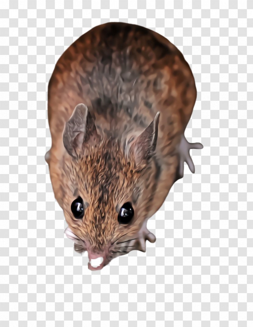Mouse Rat Muridae Muroidea Pest - Snout - Grasshopper Gerbil Transparent PNG
