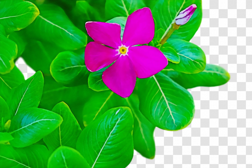 Petal Leaf Herbaceous Plant Green Flower Transparent PNG