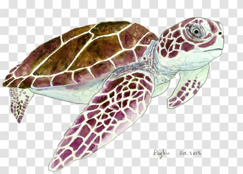 Loggerhead Sea Turtle Pond Turtles Terrestrial Animal - Organism Transparent PNG