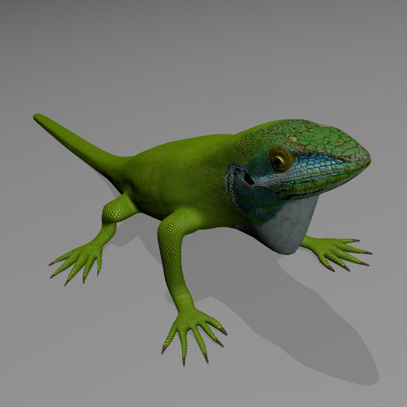 Lizard Common Iguanas Reptile Carolina Anole 3D Computer Graphics - Chameleon Transparent PNG