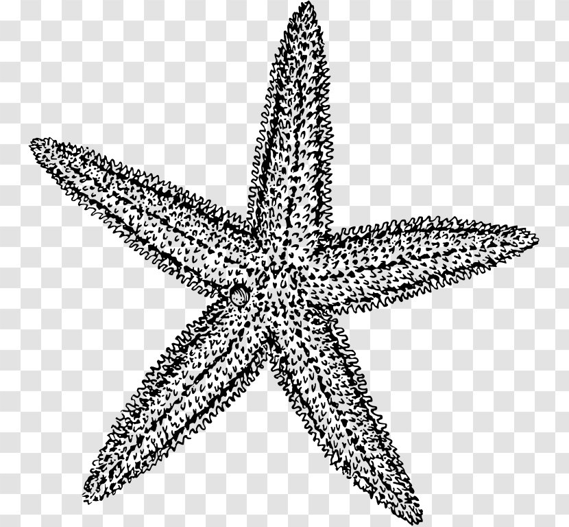 Starfish Black And White Drawing Clip Art - Marine Invertebrates Transparent PNG