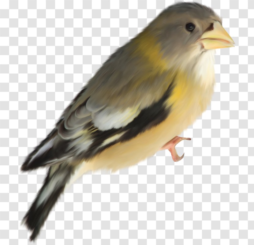 Bird Lark - Nightingale Transparent PNG
