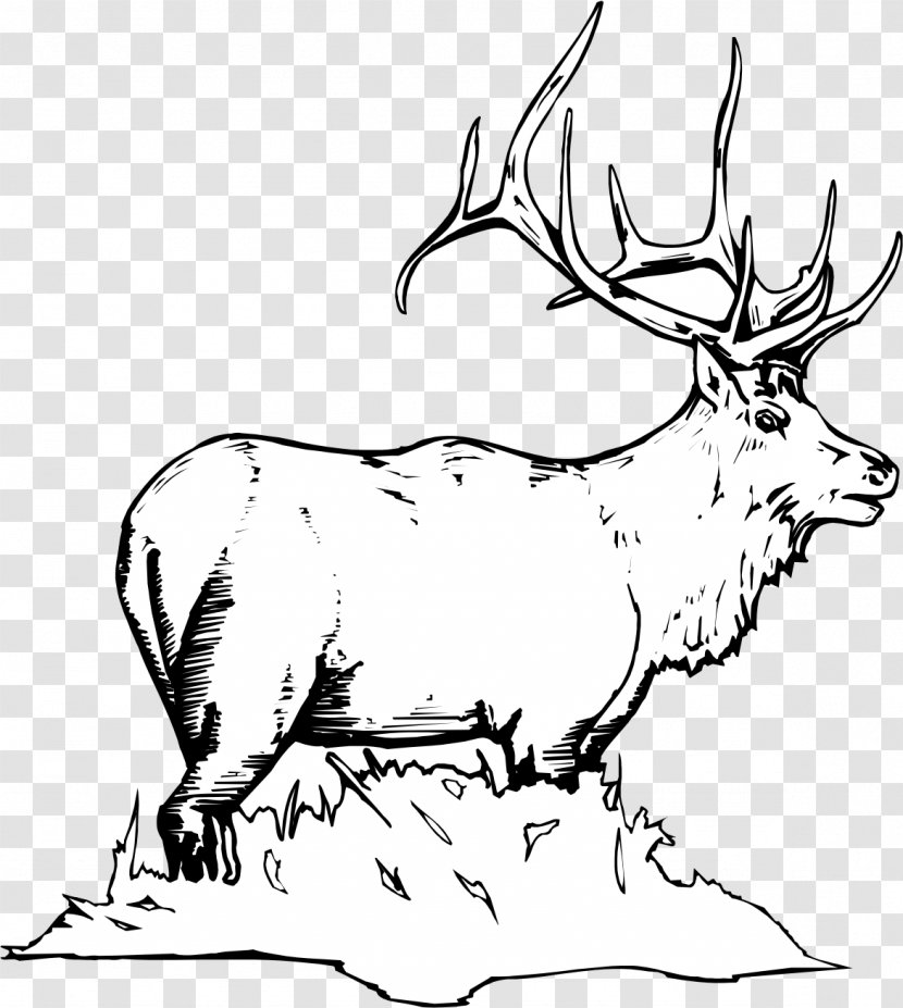 Elk White-tailed Deer Moose Coloring Book - Mule Transparent PNG