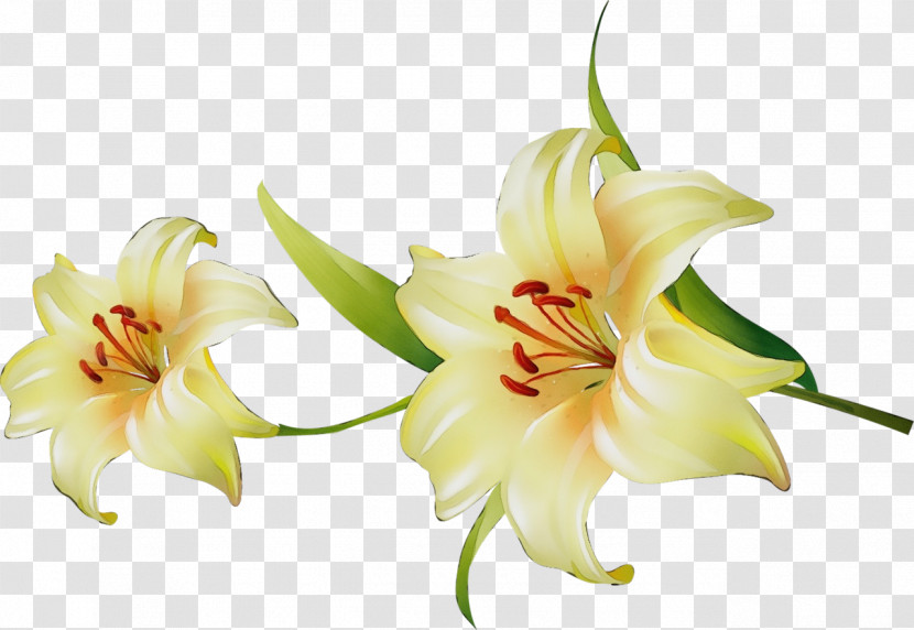 Amaryllis Plant Stem Cut Flowers Jersey Lily Petal Transparent PNG