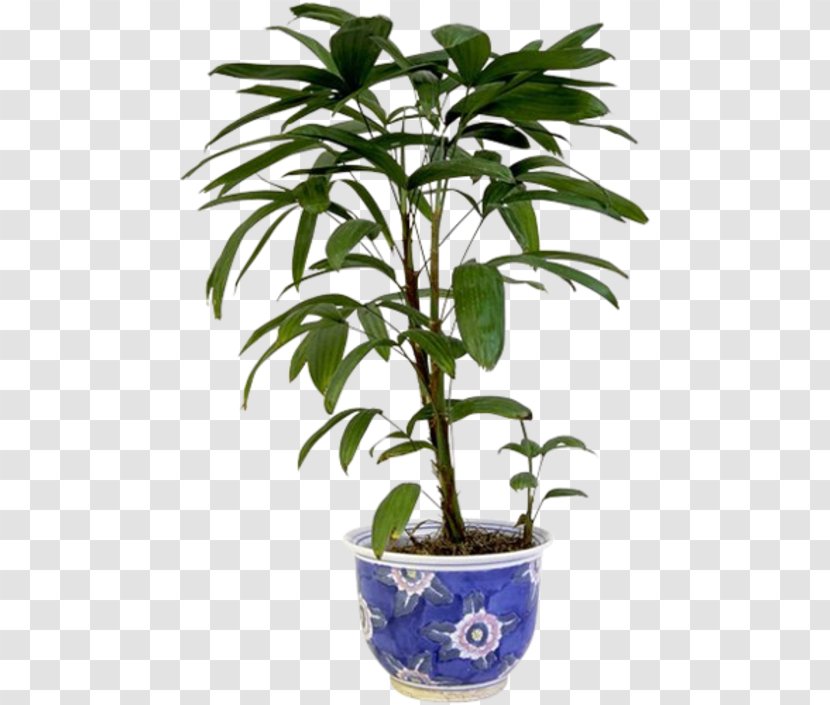 Plant Stem Houseplant Flowerpot Transparent PNG