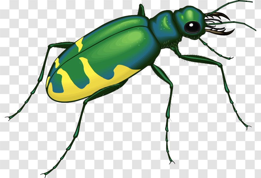 Beetle Bugs And Insects Interesting Transparent PNG