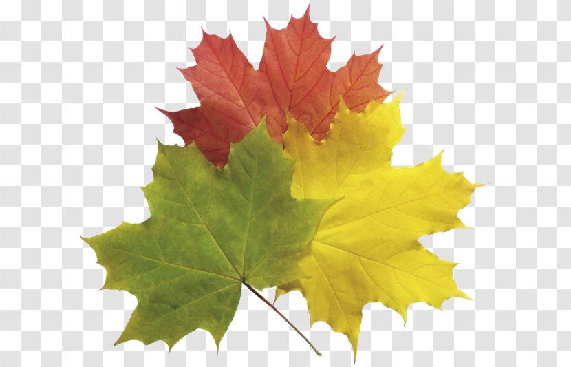 Computer Graphics Clip Art - Maple Tree - Leaf Transparent PNG