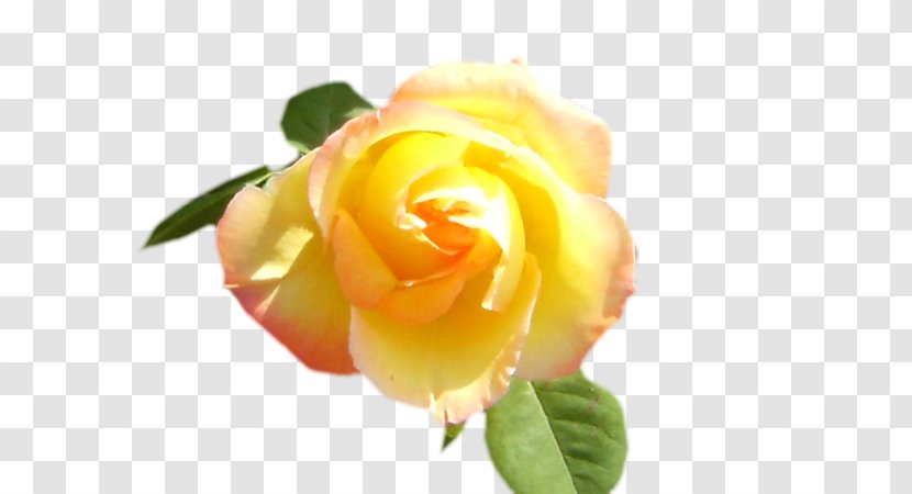 Garden Roses Centifolia Floribunda Cut Flowers - Rosa - Blog Transparent PNG
