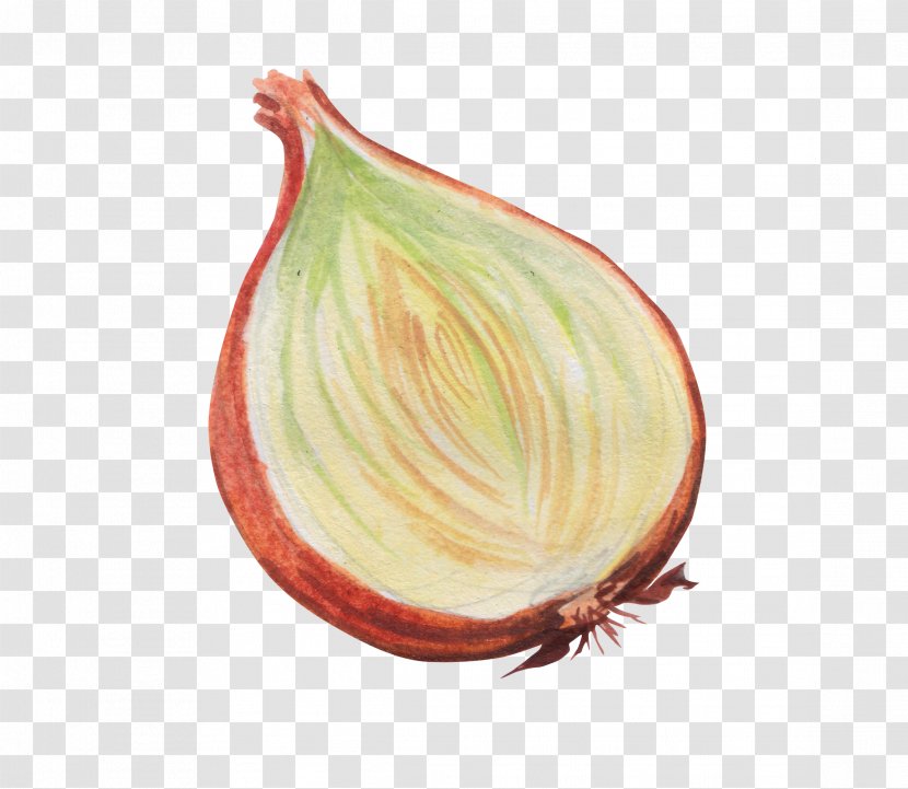 Onion Vegetable - Plant - Painted Onions Transparent PNG
