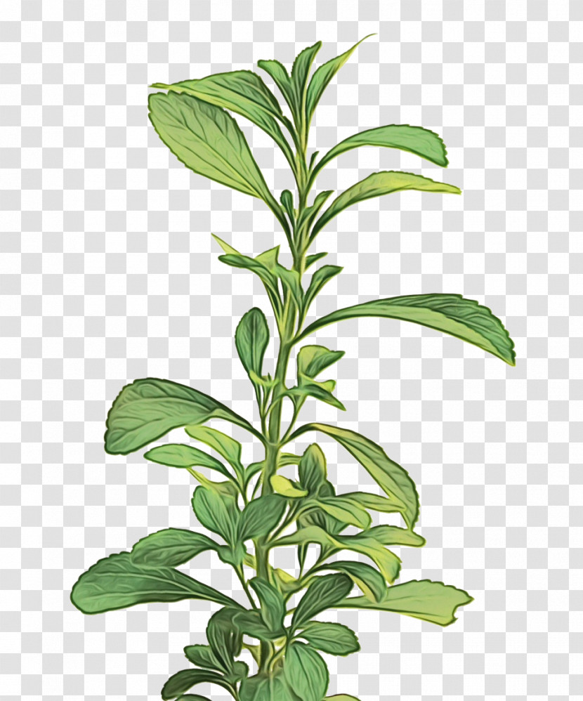 Leaf Herbal Medicine Plant Stem Herb Tree Transparent PNG