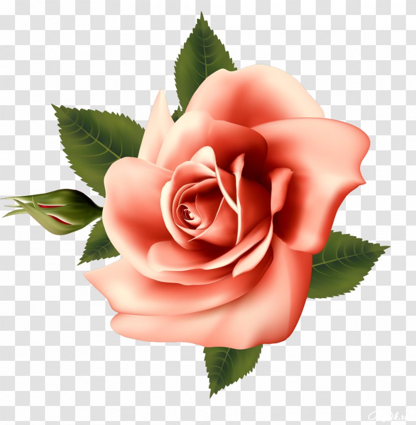 Garden Roses Centifolia Rosa Chinensis Floribunda Flower - Petal - Beautiful Transparent PNG