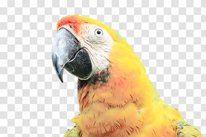 Macaw Parakeet Beak Transparent PNG
