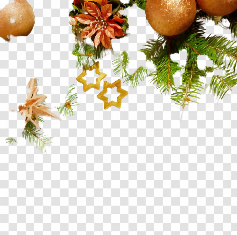 Christmas Decoration - Pine Family - Conifer Transparent PNG