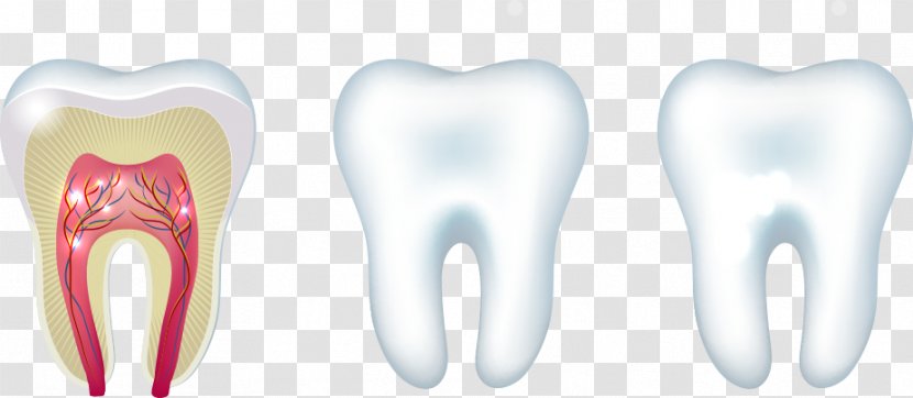 Tooth Clip Art - Silhouette - Vector Teeth And A Sectional View Transparent PNG