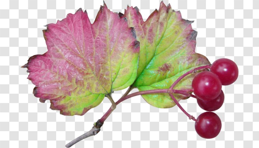 Image Leaf Clip Art Download - Fruit Transparent PNG