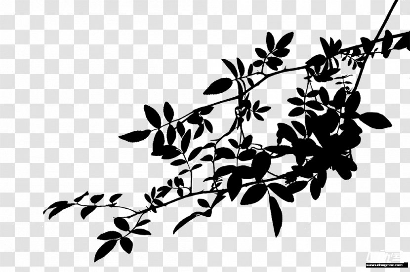Plants Trivia Image Black And White Silhouette Chinese Language - Freepik Transparent PNG
