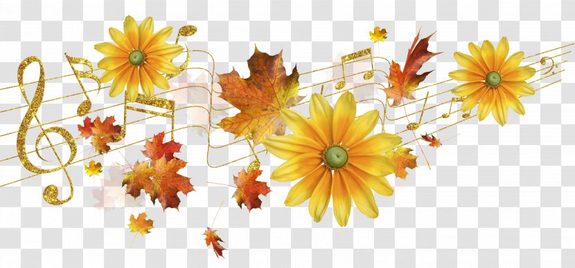 Cut Flowers Transvaal Daisy Floristry Chrysanthemum - Chrysanths - Autumn Transparent PNG