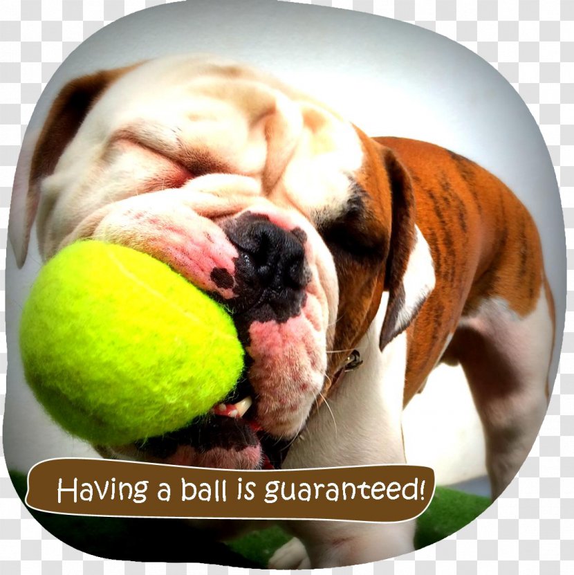 Bulldog Puppy Ka-Pooch! Doggy Daycare Dog Breed IPod Touch Transparent PNG