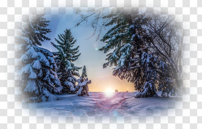 Desktop Wallpaper Winter Nature Story Snow - Spruce - NATURAL LANDSCAPE Transparent PNG