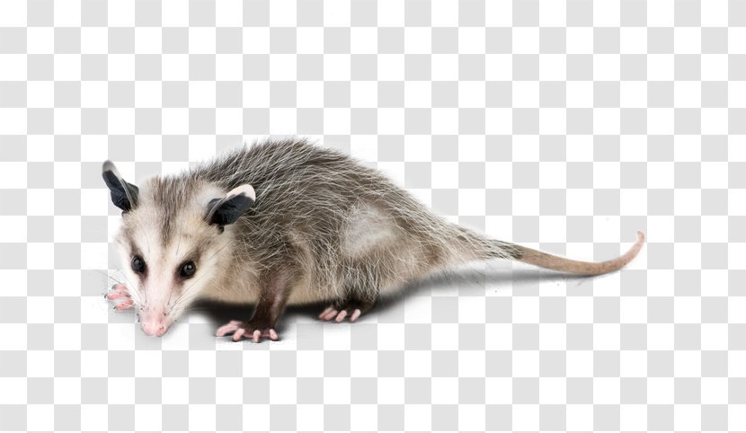 Virginia Opossum The Royalty-free Stock Photography - Mammal - Graphic Transparent PNG