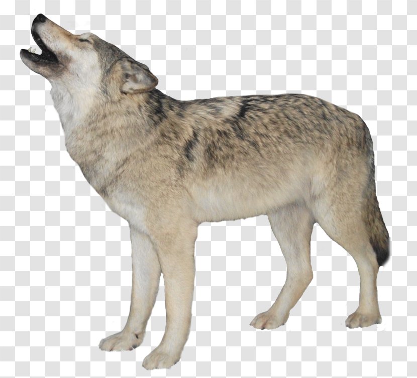 Dog Aniu Red Fox Arctic Wolf - Like Mammal Transparent PNG