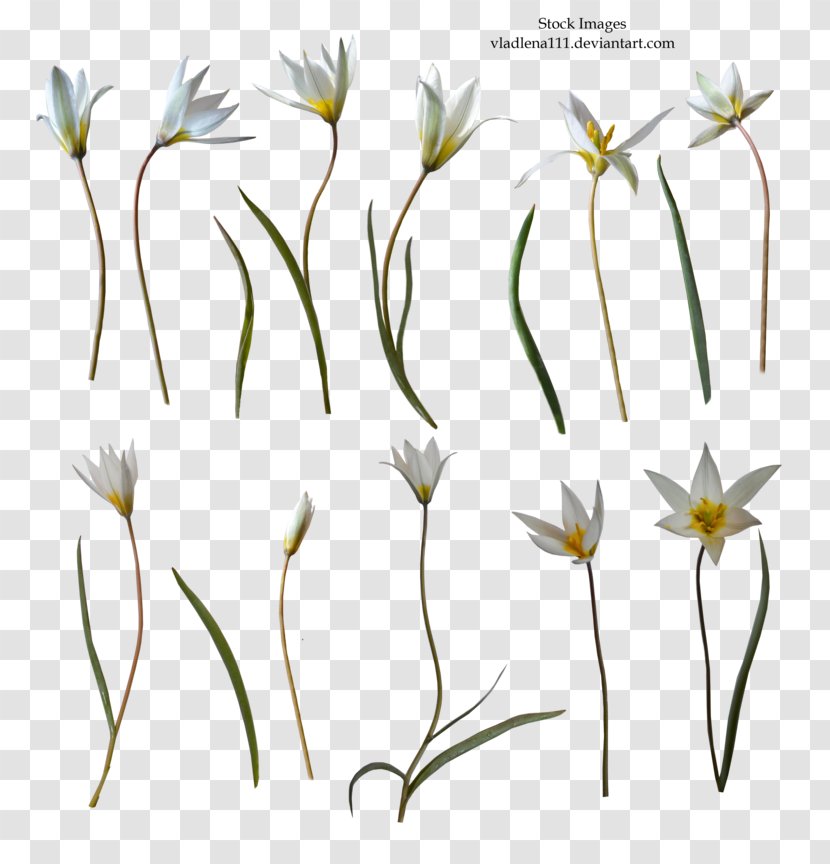 Flower Clip Art - Commodity Transparent PNG