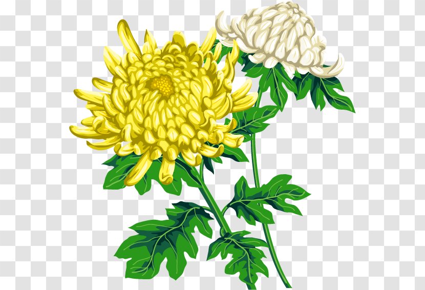 Shorinji Chrysanthemum ×grandiflorum Birth Flower Double Ninth Festival - Vector Transparent PNG
