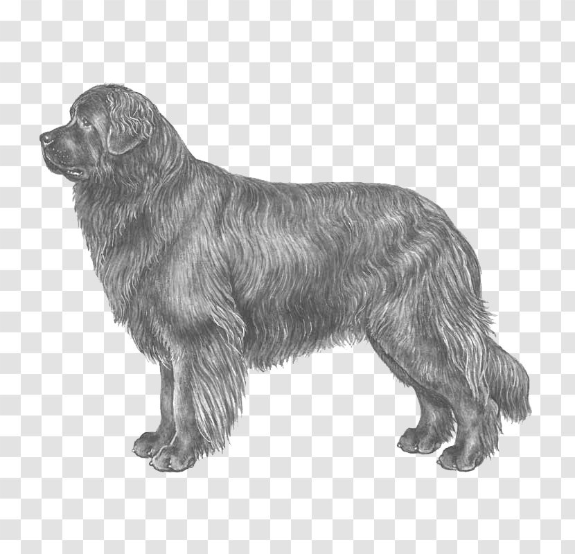 Newfoundland Dog Breed Standard Schnauzer German Pinscher Rare (dog) - Retriever - Swiss Mountain Transparent PNG