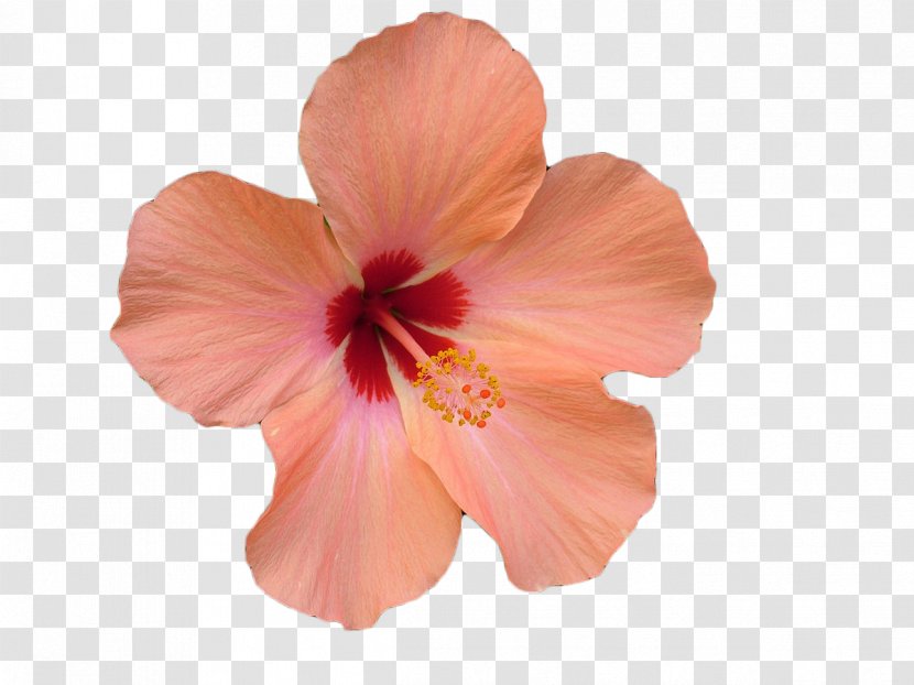 Flower Hibiscus Stock Photography Stock.xchng Clip Art - Petal - Pink Transparent PNG