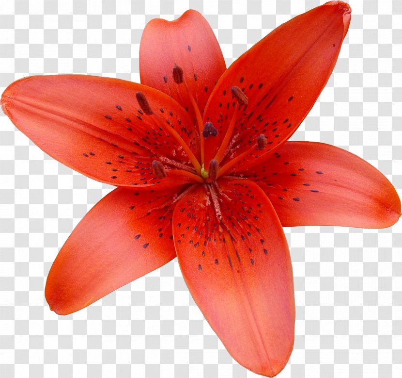 Lilium Bulbiferum Flower Clip Art - Petal - Lily Transparent PNG