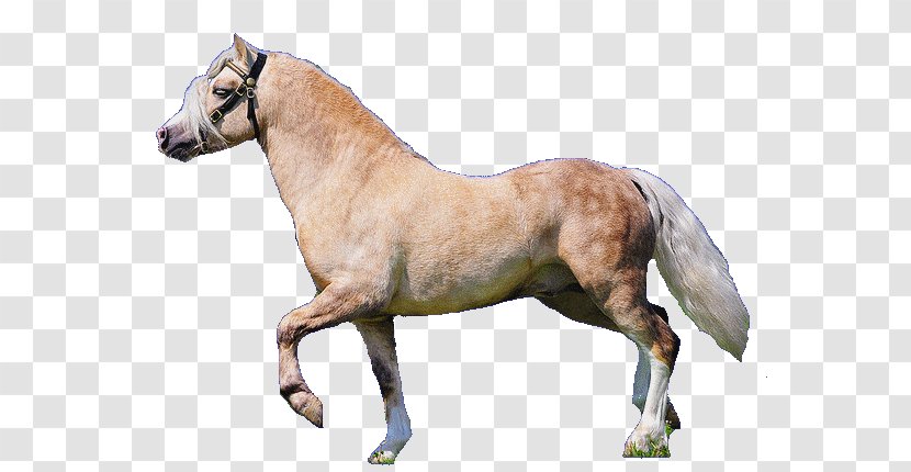 Mustang Stallion Mare Pony Halter - Livestock Transparent PNG